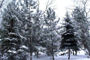 В Сети появились фото зимнего Мариуполя 