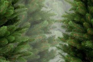 Google показал, как исчезают карпатские леса