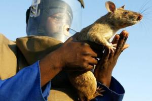 В ЮАР гигантская крыса съела 3-месячную девочку