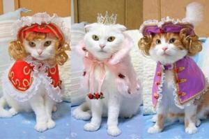 Новогодние костюмы для кошек и собак: 10 фото