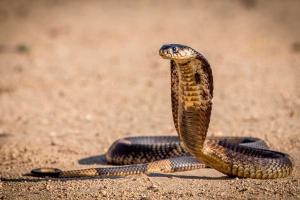 Ученые использовали яд кобры, чтобы создать новый препарат для диагностики рака