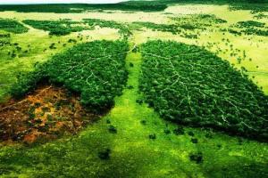 Из-за вырубки лесов Украину ждет экологическая катастрофа, - депутаты