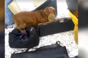 Пограничники показали, как работает служебный пес на КПВВ "Марьинка": найдены ружья и патроны