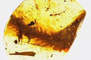 Ученые сделали потрясающую находку: в янтаре обнаружен хвост динозавра с перьями