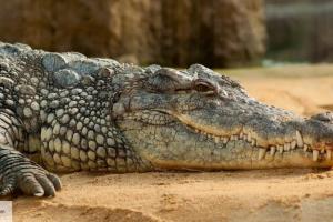 В Африке произошел шокирующий случай: трое братьев погибли при попытке изнасиловать крокодила