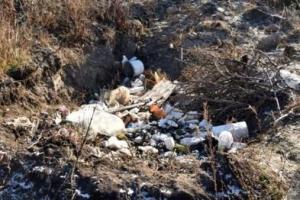 В Мариуполе произошел шокирующий инцидент: собаки нашли на свалке останки человека