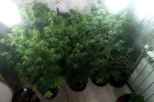 В Краматорске арестовали плантатора конопли 