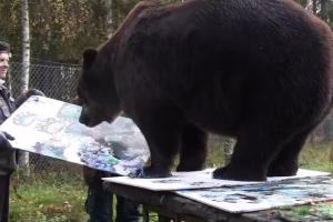 В Финляндии открылась выставка картин, написанных медведем