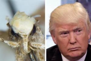 В честь Трампа назвали новый вид моли за сходство в "прическе"