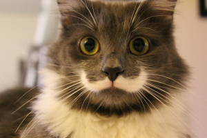 Ученые предупреждают: Птичий грипп можно подхватить от кота