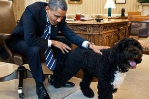 Пес Обамы напал на посетительницу Белого дома