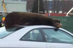 В США полиции пришлось снимать с крыши авто морского льва, который решил там вздремнуть