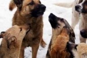 В Херсонской области произошла страшная трагедия: стая собак разорвала мужчину на куски