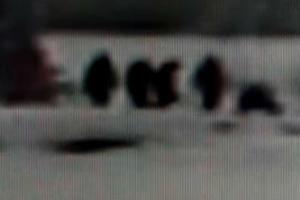 В национальном парке Йеллоустон сняли на видео семейство йети