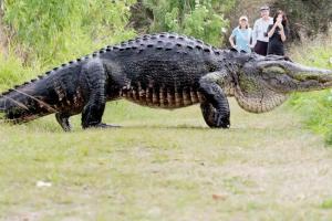Сеть взорвали кадры гигантского 5-метрового аллигатора в заповеднике Флориды