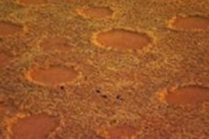 Ученые разгадали тайну "ведьминых кругов"