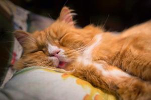 Чем опасен короткий сон и как приучить себя полноценно высыпаться