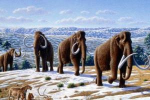Ученые заявили, что на Земле скоро снова появятся мамонты