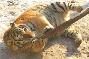 Защитники животных в шоке: в китайском зоопарке так раскормили амурских тигров, что те не могут сами передвигаться