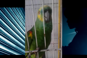 Соцсети взорвал попугай, который перепел песню Эминема и Рианны