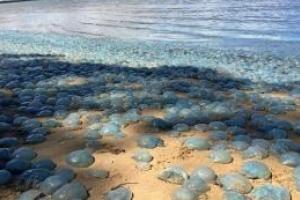 В Австралии произошел шокирующий инцидент: тысячи ядовитых медуз выбросились на побережье