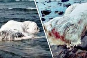 Жители Филиппин напуганы страшной находкой: на берег выбросило волосатое чудовище