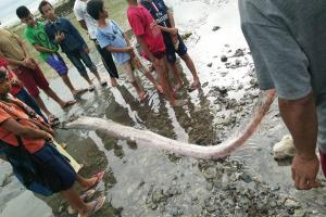 "Предвестник страшных землетрясений": на Филиппинах огромная рыба сельдяной король выбросилась на берег