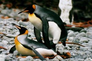 Ученые нашли гигантского пингвина, который обитал 61 млн лет назад