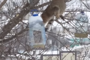 Ворующий сало кот-экстремал позабавил пользователей YouTube