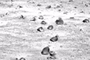 Ученые обнаружили улиток на Марсе: появилось видео