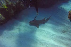 Акула с ножом в голове приплыла к дайверу за помощью: опубликовано видео