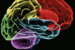 Ученые обнародовали шокирующие данные о жизни человеческого мозга после смерти