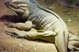 Уфологи заметили ящерицу, пробежавшую рядом с марсоходом Curiosity на Марсе: появилось видео