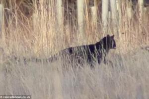 Шотландец сфотографировал необычное животное - большую кошку размером с лабрадора