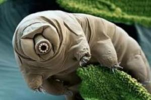 Ученые раскрыли секрет выживания древнейших животных на Земле