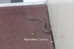 Горловку атаковали змеи: люди боятся выходить на улицу 