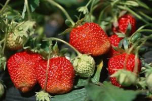 Ученые рассказали, какая ягода самая опасная в мире