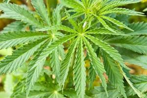 На Сумщине вскоре появится Центр терапии коноплей