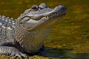 Соцсети покорил невозмутимый американский гольфист, который прогнал аллигатора с поля во время игры