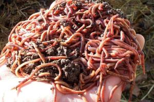 Российский ученый выиграл кругленькую сумму на косметику из помета червей