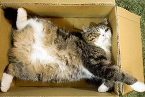 Звезда интернета кот Мару попал в Книгу рекордов Гиннесса