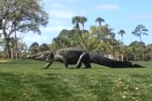 Турнир по гольфу в Южной Каролине прервался из-за гигантского аллигатора