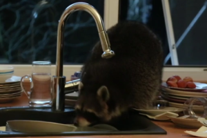 Енот забрался на кухню жителей Алма-Аты и помыл грязную посуду