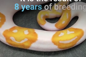 Селекционер вывел питона с окрасом в виде "смайликов"