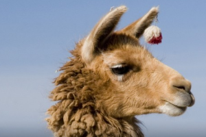 Наглая лама довела мальчика до истерики: опубликовано видео