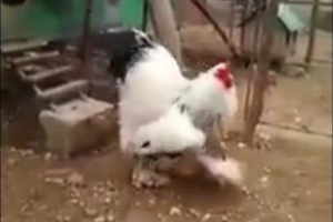 Гигантский петух шокировал пользователей сети