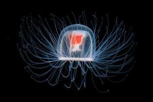Ученые нашли медузу, которая способна жить вечно
