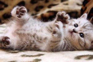 Американские парфюмеры создали духи с запахом котенка