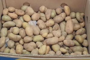 В Крыму картофель становится деликатесом