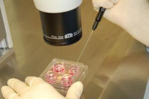 Ученые сумели получить зародыш зубра